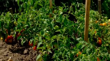 Domates hasadı bahçede. Seçici odaklanma. Yiyecek..