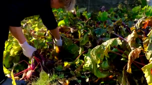 Farmář Sklízí Řepu Zahradě Selektivní Soustředění Jídlo — Stock video