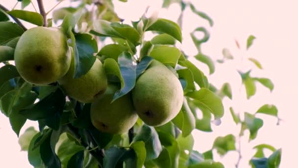 Bahçedeki Bir Ağaçta Bir Armut Yetişiyor Seçici Odaklanma Yiyecek — Stok video