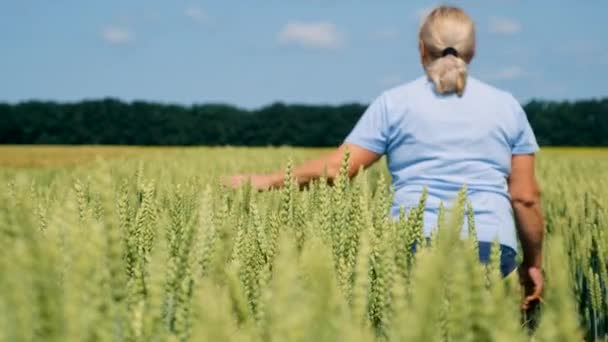 Farmář Prochází Pšeničným Polem Selektivní Soustředění Příroda — Stock video