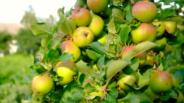 Bahçedeki Bir Ağaçtaki Elmalar Seçici Odaklanma Doğa — Stok video