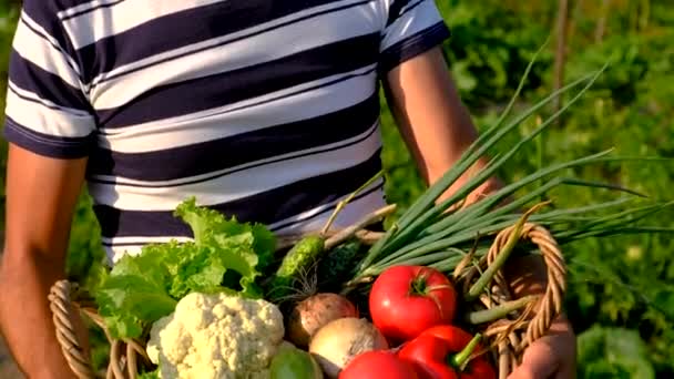 Mężczyzna Trzyma Warzywa Ogrodzie Wybiórcze Skupienie Charakter — Wideo stockowe