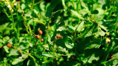 Colorado patates böcekleri. Seçici odaklanma doğası