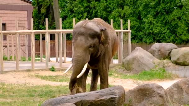 Elefant Zoo Selektiver Fokus Tiere — Stockvideo