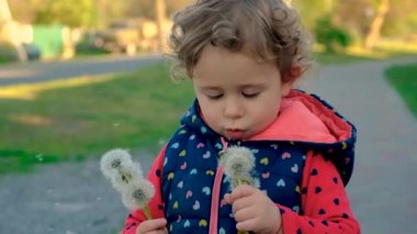Bir çocuk tarlada karahindiba emiyor. Seçici odaklanma. çocuk.