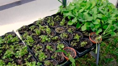 Serada yetişen çeşitli fideler. Seçici odaklanma. Doğa.