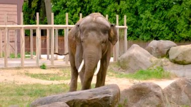 Hayvanat bahçesindeki fil. Seçici odaklanma. hayvanlar.