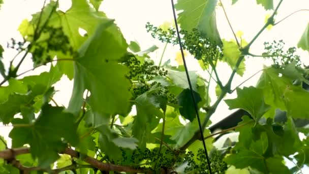 葡萄在花园里盛开 有选择的重点 — 图库视频影像