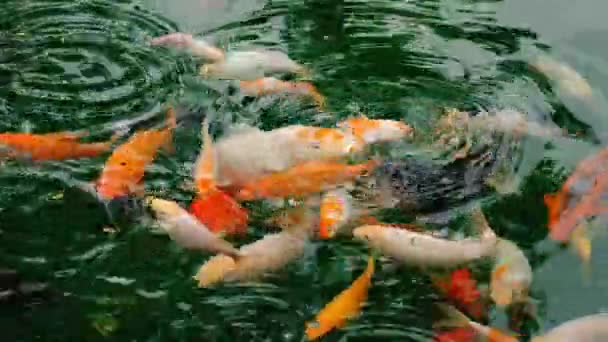 Peixe Koi Reservatório Foco Seletivo Animais — Vídeo de Stock
