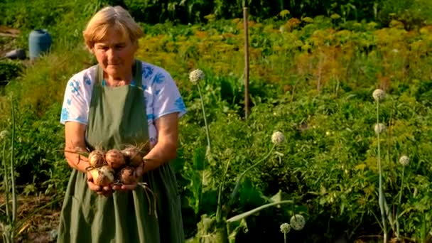 Vieille Femme Tenant Des Oignons Dans Jardin Concentration Sélective Nature — Video