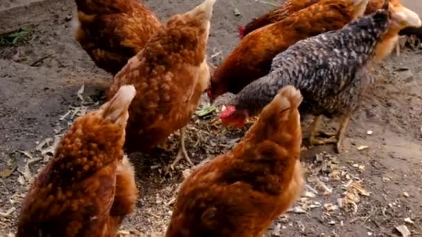 Agricultor Recolhe Ovos Galinheiro Foco Seletivo Natureza — Vídeo de Stock