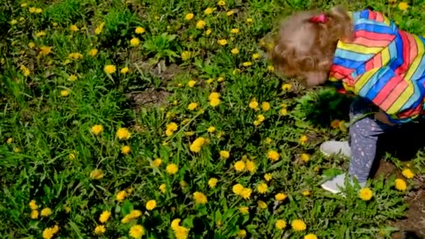 Дитина Дивиться Збільшувальним Склом Квіти Кульбаби Вибірковий Фокус Хлопчик — стокове відео