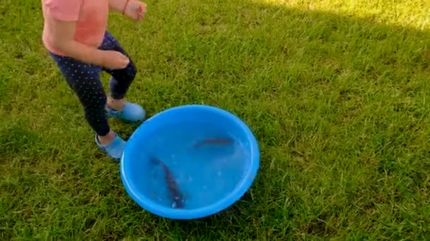 Dziecko Bawi Się Rybami Misce Wybiórcze Skupienie Dzieciaku — Wideo stockowe