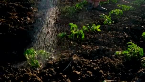 Arrosage Des Semis Dans Jardin Concentration Sélective Produits Alimentaires — Video