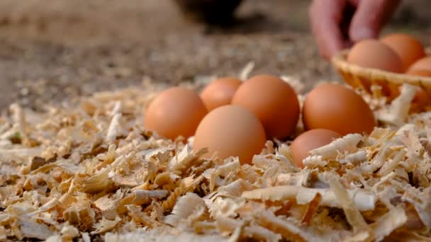 Çiftçi Tavuk Kümesinde Yumurta Topluyor Seçici Odaklanma Doğa — Stok video
