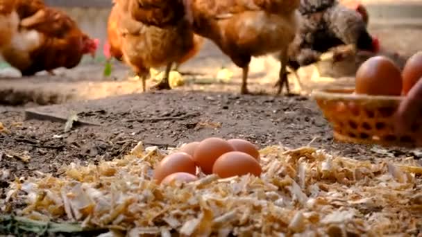 Farmer Collects Eggs Chicken Coop Selective Focus Nature — Stock Video