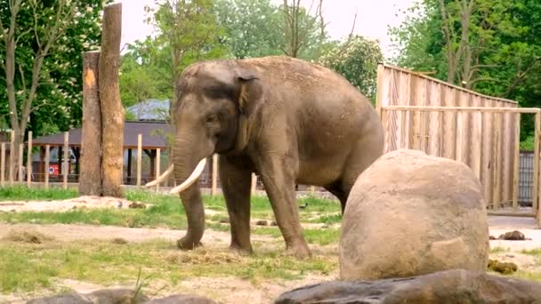 Elefanten Zoologisk Have Selektiv Fokus Dyr – Stock-video