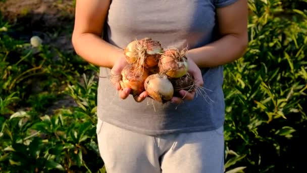 女人在花园里放洋葱 有选择的重点 — 图库视频影像
