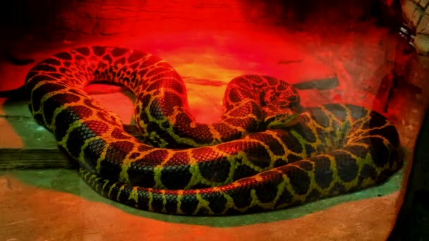 Snake Terrarium Ultraviolet Light Selective Focus Animals — 图库视频影像
