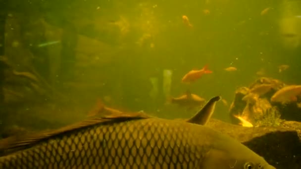 地下水族館にいる川魚 選択的な焦点 動物たち — ストック動画