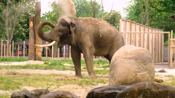 Elefanten Zoo Selektivt Fokus Djur — Stockvideo