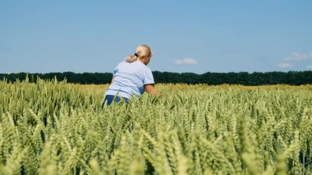 一个农民穿过一片麦田 有选择的重点 — 图库视频影像