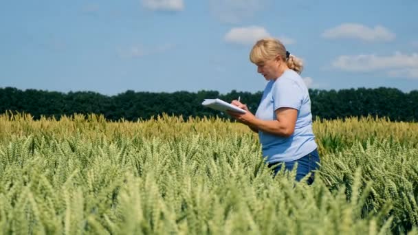 Farmer Walks Wheat Field Selective Focus Nature — Stock Video