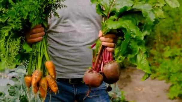 Homme Récolte Dans Jardin Concentration Sélective Nature — Video
