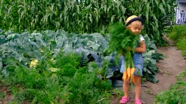 一个孩子在花园里收割庄稼 有选择的重点 — 图库视频影像