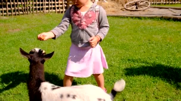 Uma Criança Alimenta Uma Cabra Uma Fazenda Foco Seletivo Natureza — Vídeo de Stock