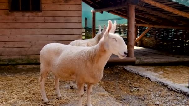 一个孩子在农场里喂羊 有选择的重点 — 图库视频影像