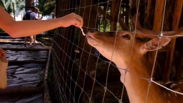 Ένα Κορίτσι Ταΐζει Ένα Ελαφάκι Μια Φάρμα Επιλεκτική Εστίαση Φύση — Αρχείο Βίντεο