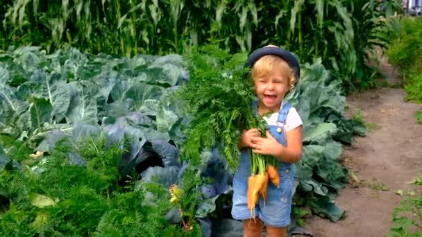 子供は庭で収穫する 選択的な焦点 自然界について — ストック動画