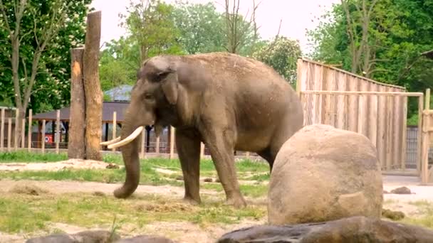 Słoń Zoo Wybiórcze Skupienie Zwierzęta — Wideo stockowe
