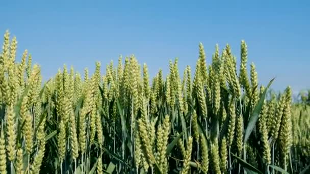 Пшеница Растет Поле Выборочный Фокус Природа — стоковое видео