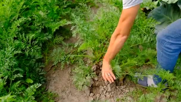 Homme Récolte Dans Jardin Concentration Sélective Nature — Video