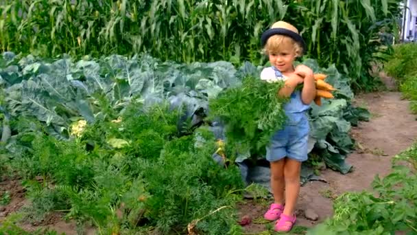 Ένα Παιδί Θερίζει Στον Κήπο Επιλεκτική Εστίαση Φύση — Αρχείο Βίντεο