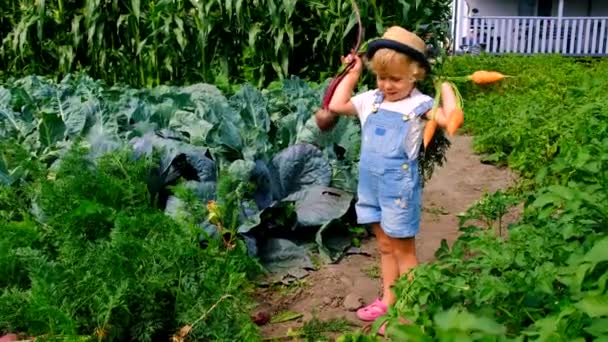 一个孩子在花园里收割庄稼 有选择的重点 — 图库视频影像