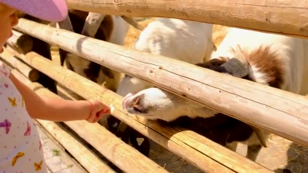 아이가 농장에 염소를 먹이죠 선택적인 자연의 — 비디오