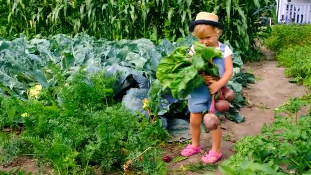 Ένα Παιδί Θερίζει Στον Κήπο Επιλεκτική Εστίαση Φύση — Αρχείο Βίντεο