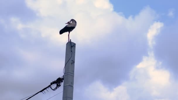 Storken Sitter Stolpe Selektivt Fokus Djur — Stockvideo