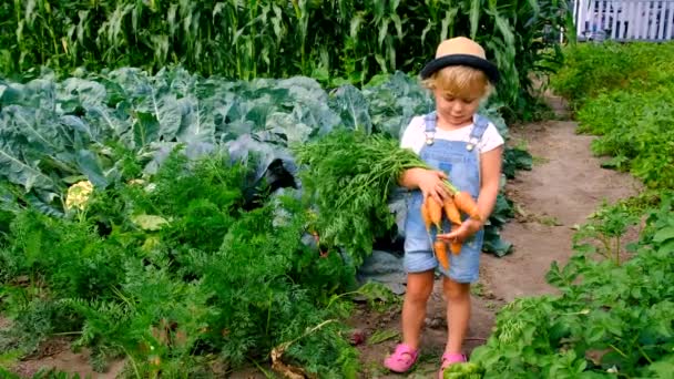 Child Harvests Garden Selective Focus Nature — Stock Video