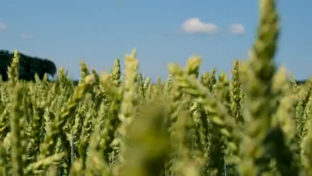 Pšenice Roste Poli Selektivní Soustředění Příroda — Stock video