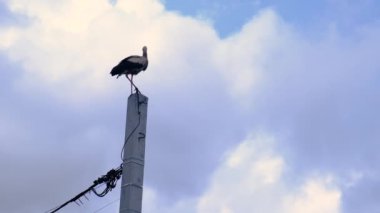 Leylek bir direğe oturur. Seçici odaklanma. hayvan.