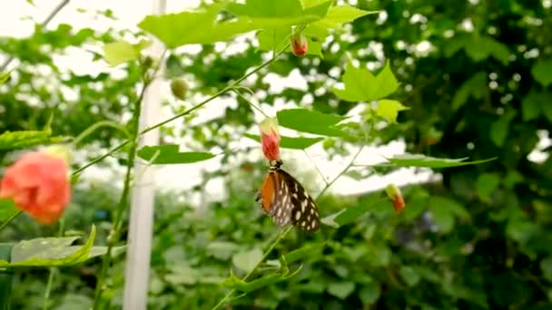 Fjäril Tropisk Trädgård Trädgård Selektivt Fokus Natur — Stockvideo