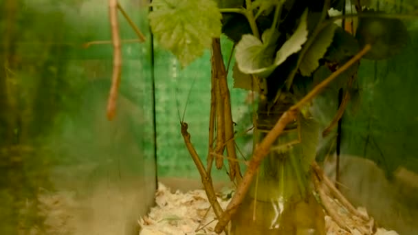 Stick Beetle Aquarium Selective Focus Nature — Stock Video