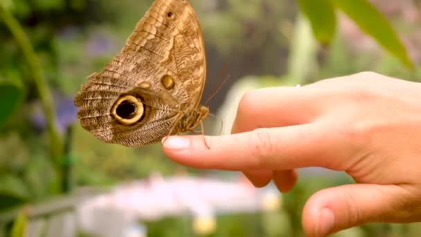 Tropische Vlinder Bij Hand Selectieve Focus Aard — Stockvideo