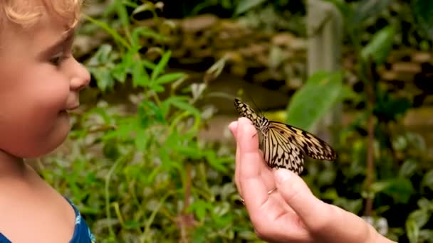 Tropikalny Motyl Wyciągnięcie Ręki Selektywne Skupienie Charakter — Wideo stockowe