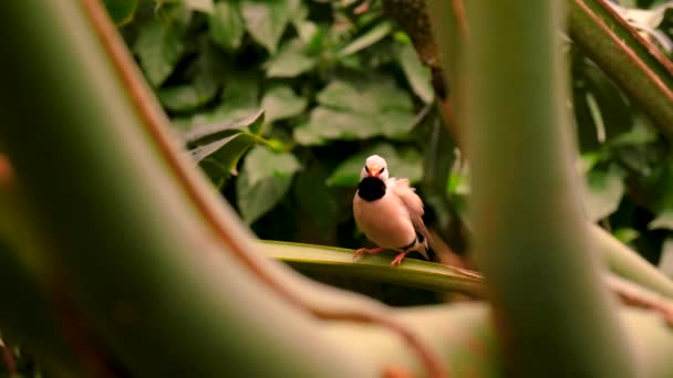 Aves Tropicales Jardín Enfoque Selectivo Naturaleza — Vídeo de stock