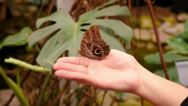 Tropikalny Motyl Wyciągnięcie Ręki Selektywne Skupienie Charakter — Wideo stockowe